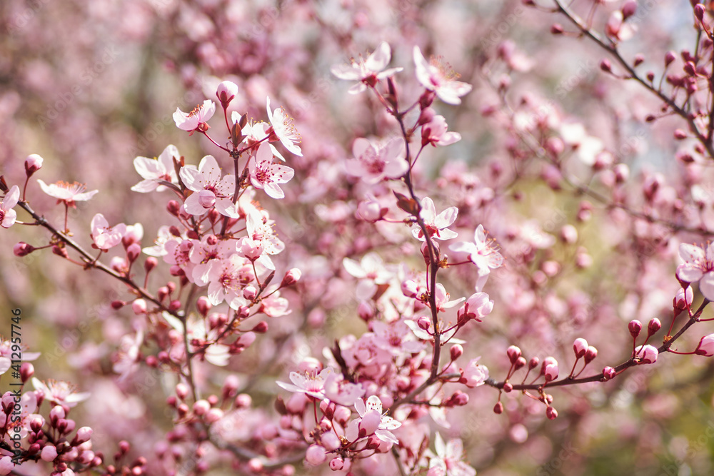 Beautiful nature scene with blooming tree