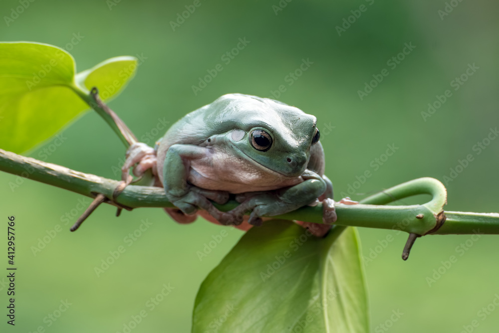 Dumpy frog on a tree branch