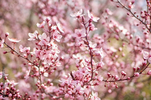 Beautiful nature scene with blooming tree