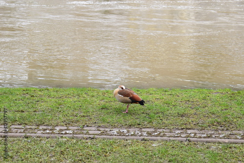 Nilgans am Moselufer photo