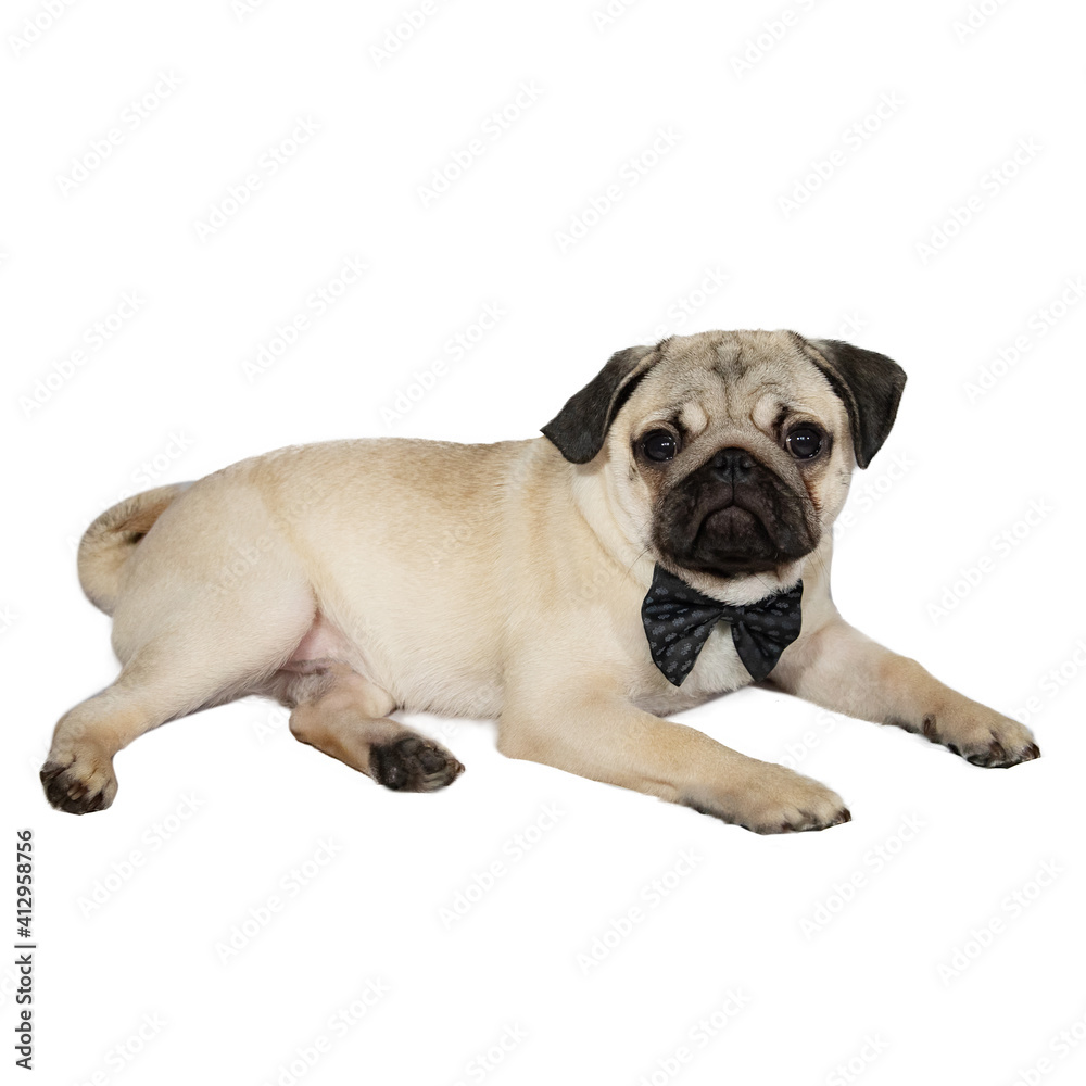 portrait of a sad pug in a bow tie which lies on a white background