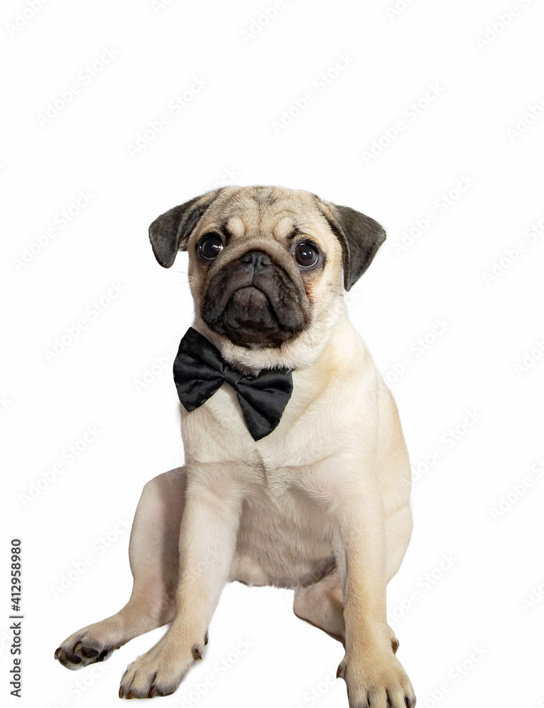 a pug with a black bow tie sits in an awkward pose on a white background