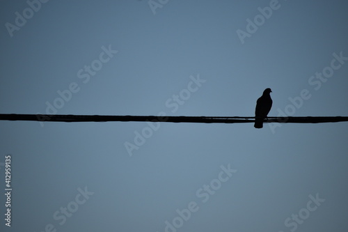 Bird on a wire © iiamveronicaaa