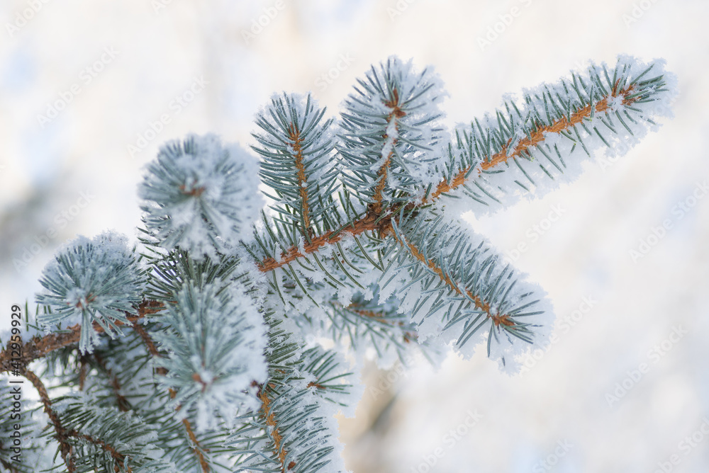 Close-up, tree branch in the snow Close-up, tree branch in the snow