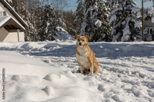Stray dog sitting in the snow © rilueda