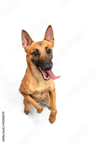Emotional. Young Belgian Shepherd Malinois posing. Cute doggy or pet is playing, running and looking happy isolated on white background. Studio photoshot. Concept of motion, movement, action