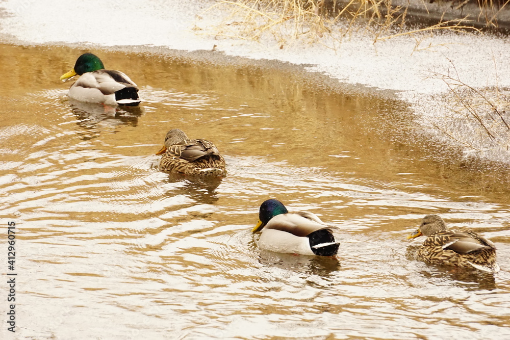 Naklejka premium Duck 9