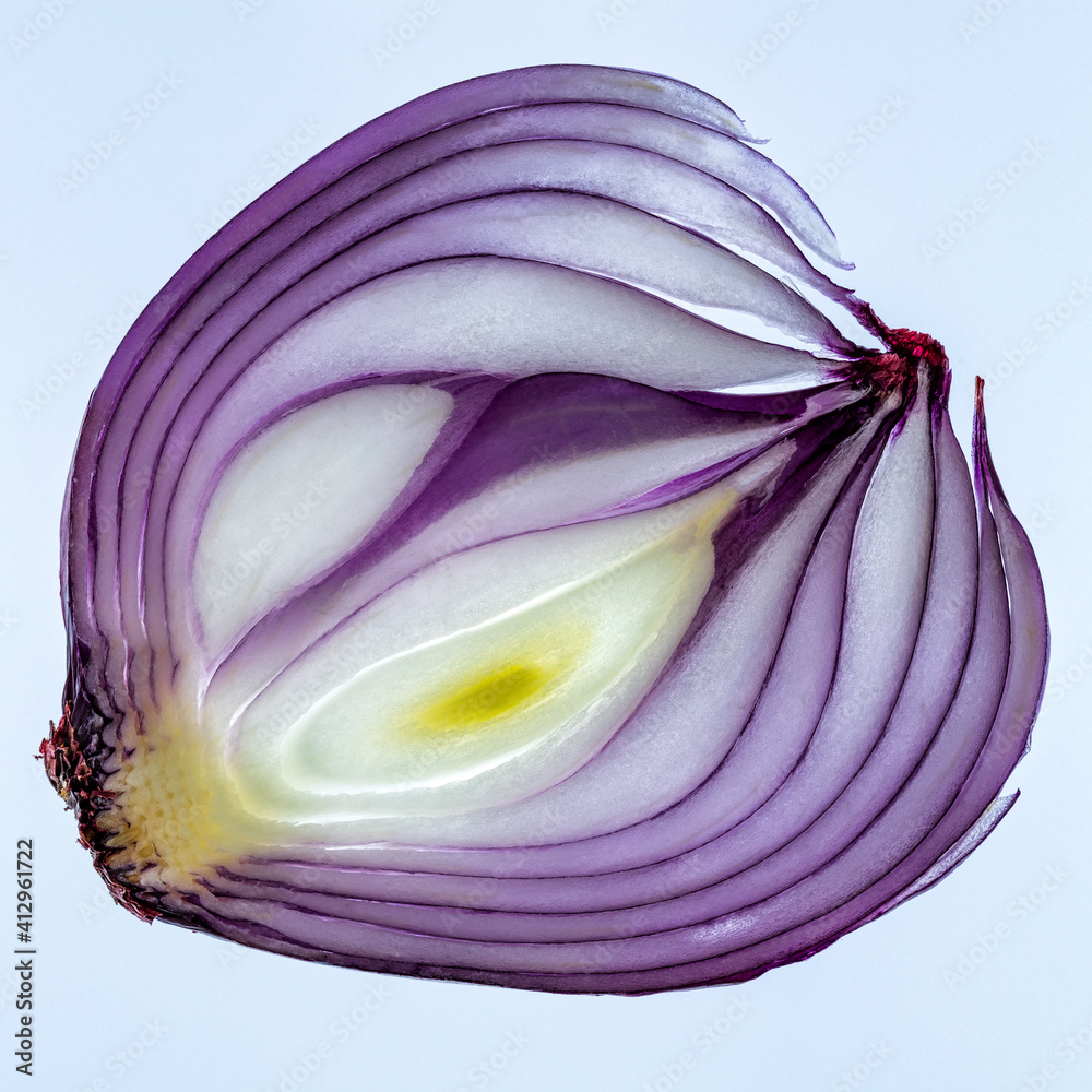 A backlight slice of a red onion, on a Lightbox A backlight slice of a red onion, on a Lightbox