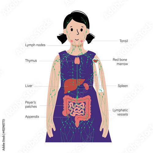 Lymphatic system in human body