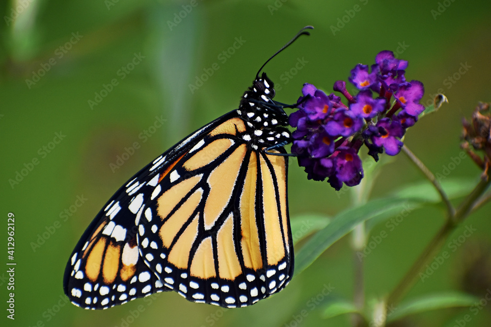 Fototapeta premium Monarch Butterfly on Butterfly Bush