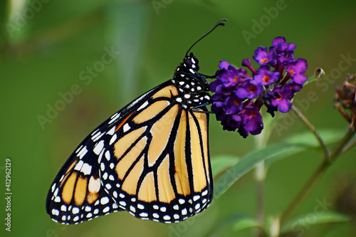 Monarch Butterfly on Butterfly Bush  © Larry