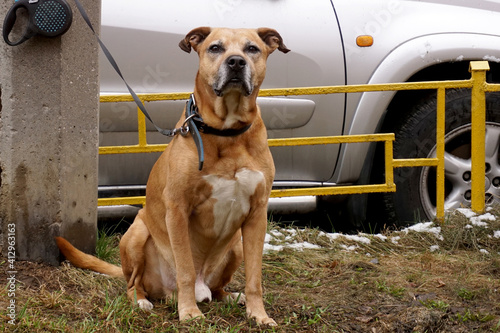 A beautiful dog tied to a pole sits and waits for its owner and is guarding the car.