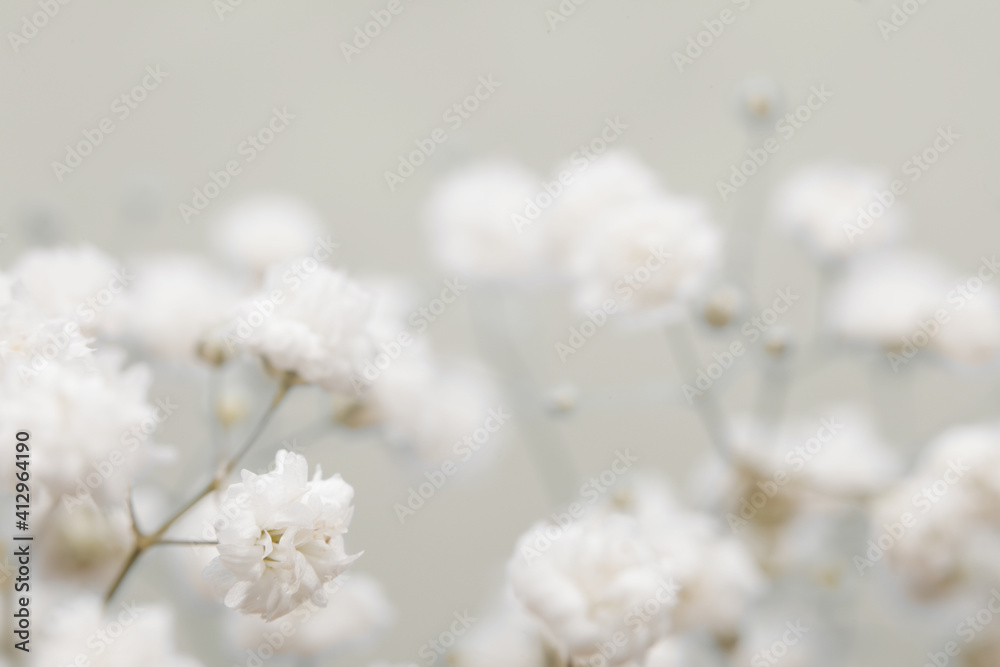 Soft focus. White flower on blur beige background.