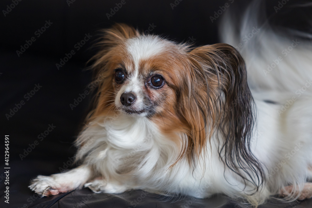 Beautiful little dog Papillon lying on a sofa. Head portrait.