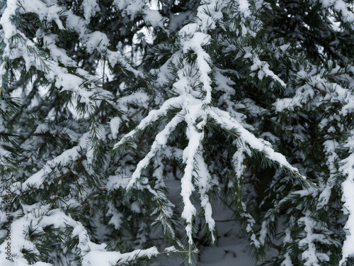  Close up on leaves needle-like on drooping branchlet of Deodar or Himalayan cedar (Cedrus deodara) covered with ice ans snow in winter