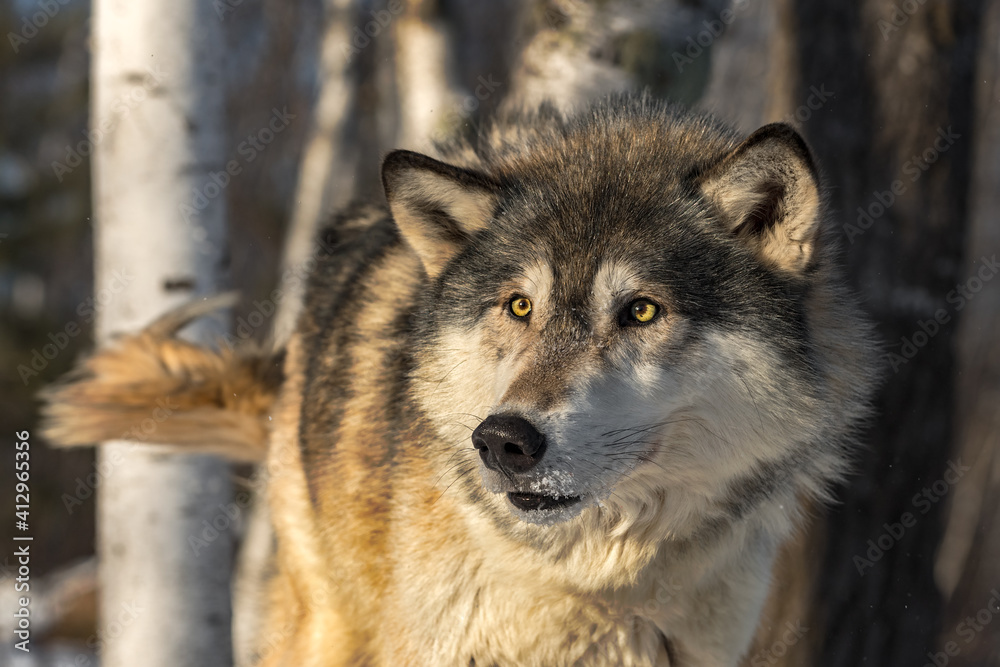 Grey Wolf (Canis lupus) Looks Up While Shaking Off Winter