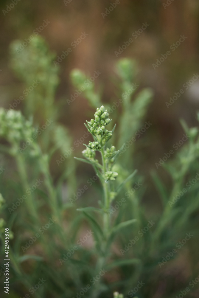 Dittrichia graveolens Dittrichia graveolens