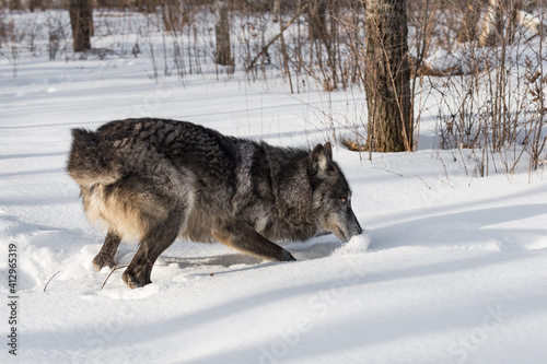 Black Phase Grey Wolf  Canis lupus  Stop Quick in Snow Winter