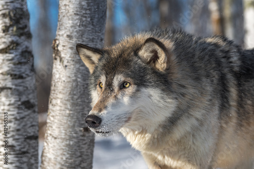 Grey Wolf (Canis lupus) Intensely Stares Out Winter