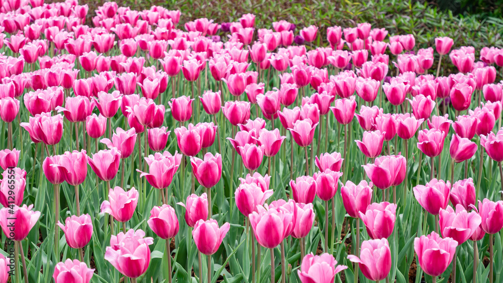 Tulips in full bloom in the park Tulips in full bloom in the park