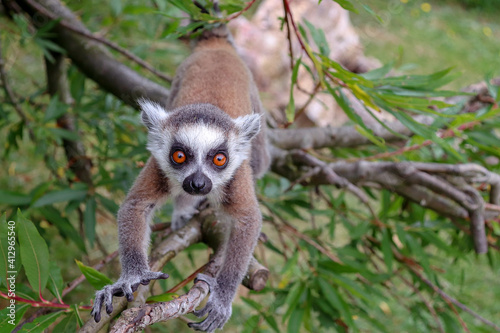 lemur on tree © Zaneta