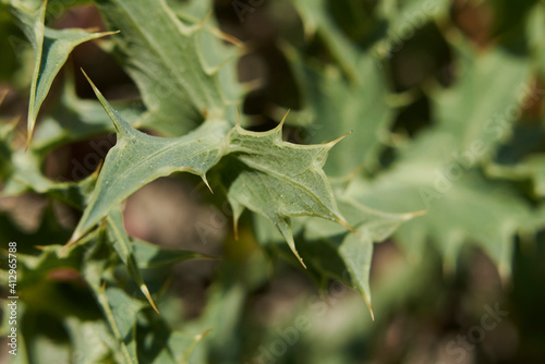 Eryngium campestre