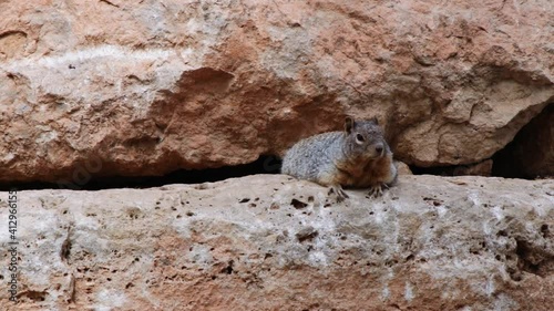 A ground squirrel enjoying the sunat the grand canyon photo