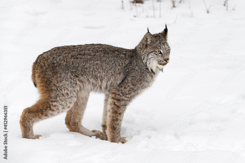Canadian Lynx (Lynx canadensis) Stands in Snow Back Paw Forward Winter