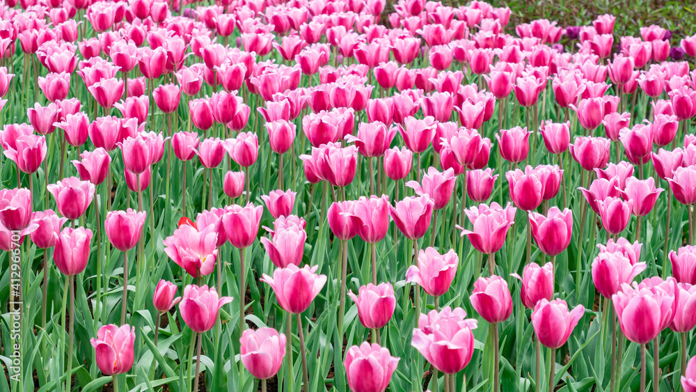 Tulips in full bloom in the park