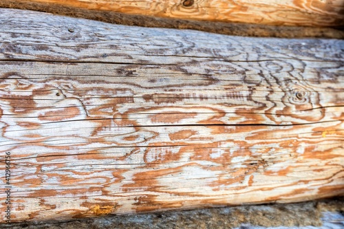 Quadro su tela Thick hewn pine log as structural background.