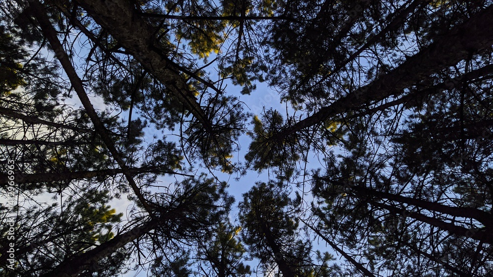 Fototapeta premium Pines