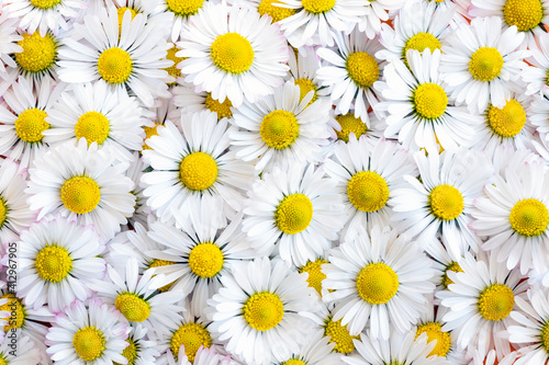 Fototapeta Naklejka Na Ścianę i Meble -  (Selective focus) Top view of beautiful daisy flowers forming a natural background.