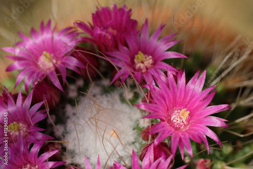 Pink flowers in bloom and white cactus thorns. Natural background. Macrophotography. Summer time. Flora of the desert.