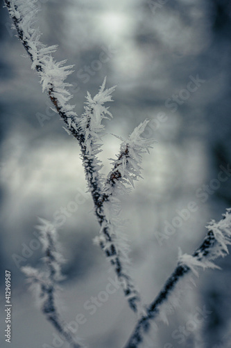 Drzewo z bliska w zimę © Jakub