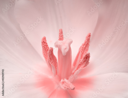 look inside, macro of beautiful coral red blooming tulip flower center