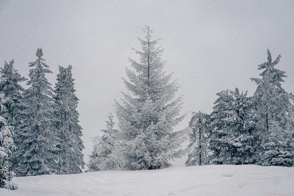 Fototapeta premium Drzewo, choinka w zimę