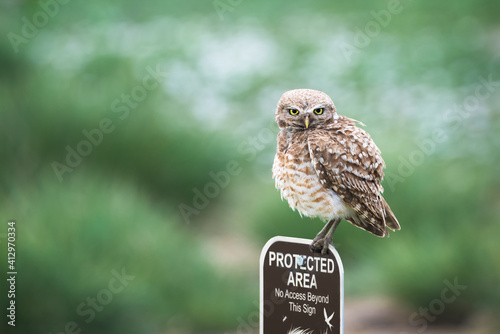 A burrowing Owl standing on a sign at Coyote Ridge Open Space in Fort Collins, Colorado