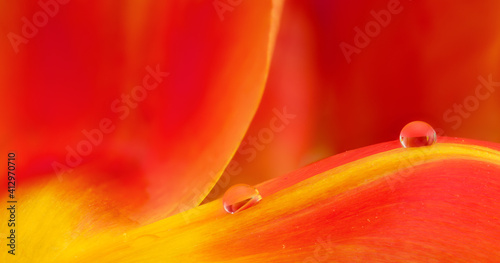 waterdrops on flower petals, macro view