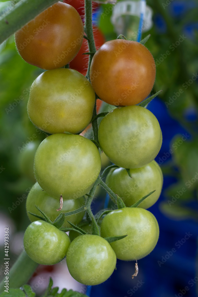 green, red and fresh tomatoes on a branch with leaves.