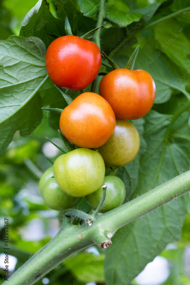 green, red and fresh tomatoes on a branch with leaves.