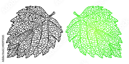 Outline drawing of a raspberry leaf sketch without an internal background