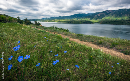 Fototapeta Naklejka Na Ścianę i Meble -  Wildflowers blooming along the trail at Horsetooth Reservoir in Fort Collins, Colorado