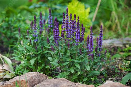 Bush Salvia nemorosa. Purple flowers sage in the garden