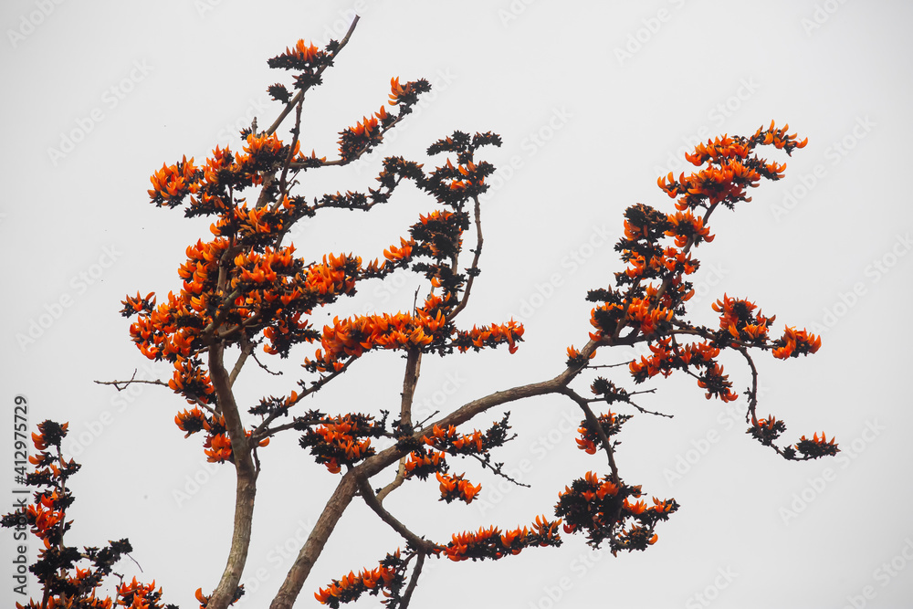 In springtime, there are lots of Palash flowers (Butea Monosperma) blossom on the branches of Palash trees.