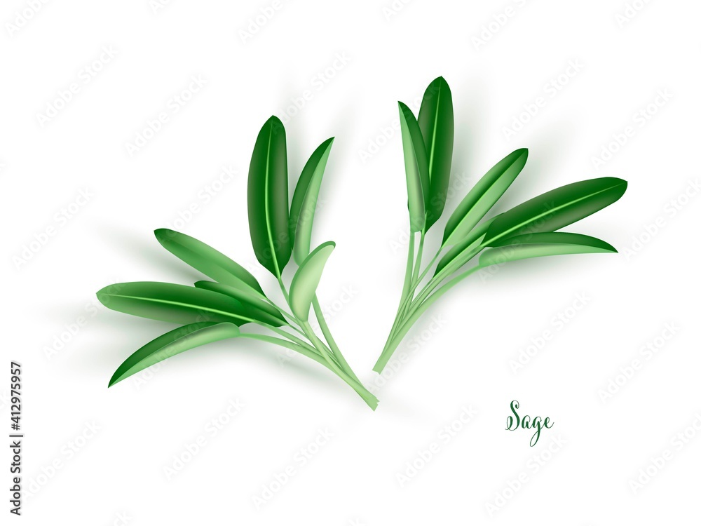 Green sage leaves. Herb plants for cooking and flavor vector illustration. Botanical organic elements on white background. Realistic herbal spice ingredient