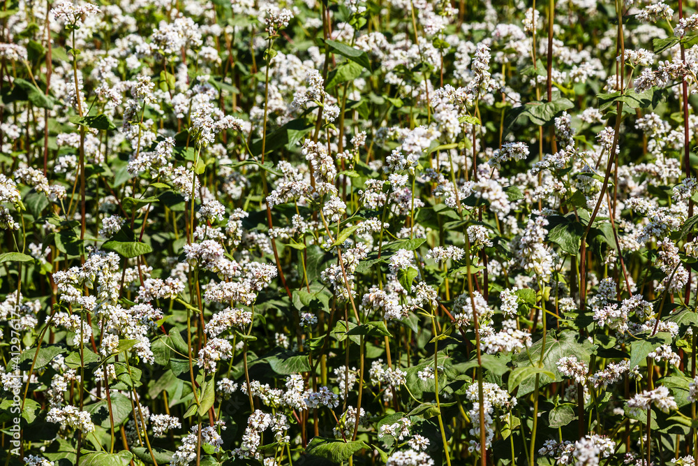 A blooming field of buckwheat on a sunny summer day. Close-up