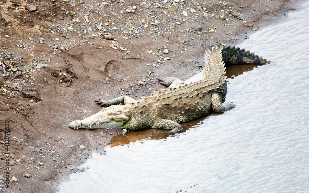 Foto de Crocodile. In Nicaragua, there is a reservation of crocodiles