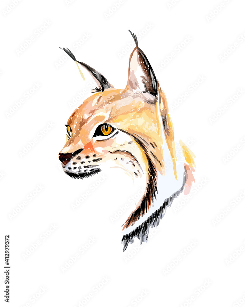 Obraz premium Hand drawn watercolor colorful illustration of lynx isolated on white background.