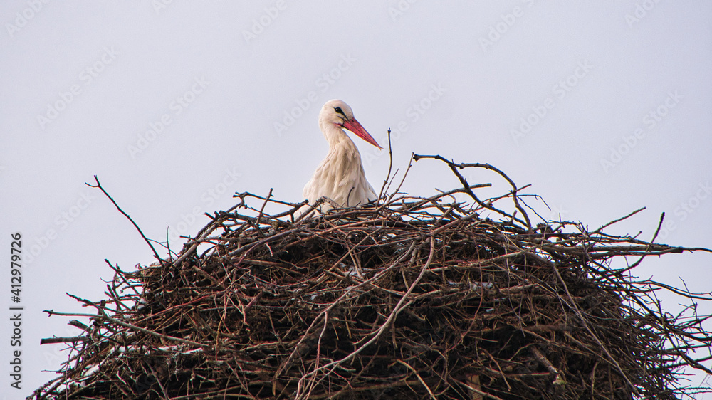 Fototapeta premium Storch mit rotem Schnabel sitzt in seinem Nest (Teleobjektiv)