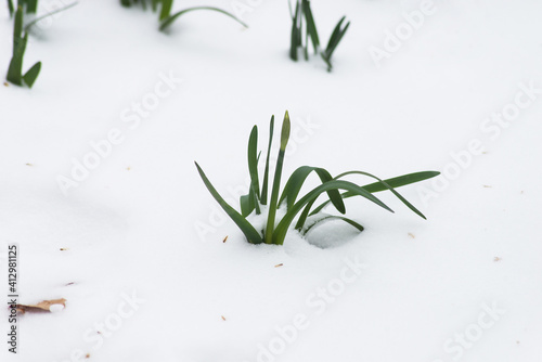 Closeup of dafodils leaves growing in the snow in a public garden